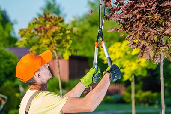 Artistic Tree Pruning in Lincoln