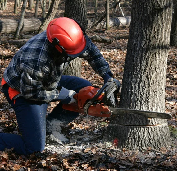 Affordable Tree Removal Services​