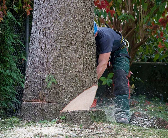 Stump Removal services​