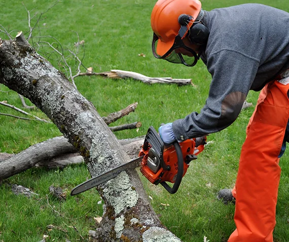 Bush Clearing