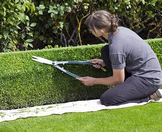 Topiary Services near me