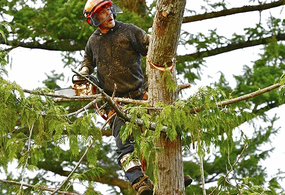 Tree Extraction in Lincoln