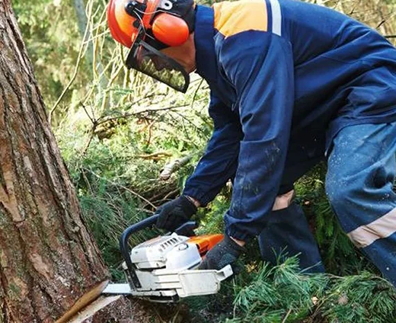 Residential Bush Removal Services