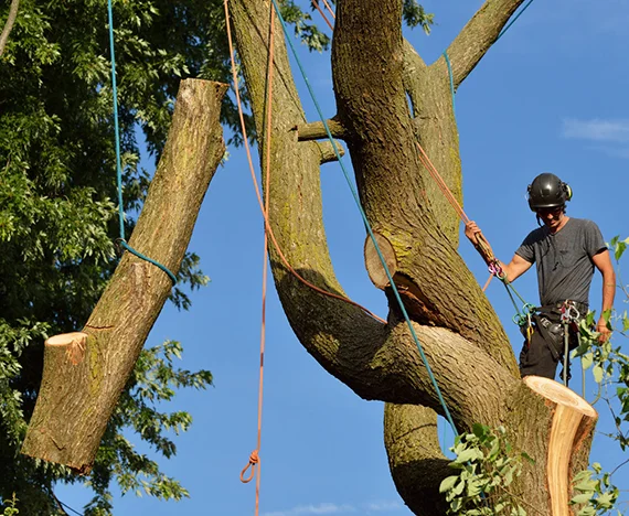 Customised Tree Removal Solutions​