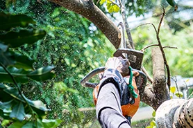 Tree Trimming